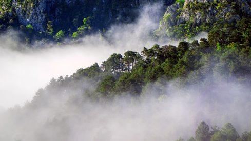 Branching Out The Diverse Range of Careers in the Forestry forestry jobs